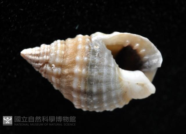果粒織紋螺藏品圖，第2張