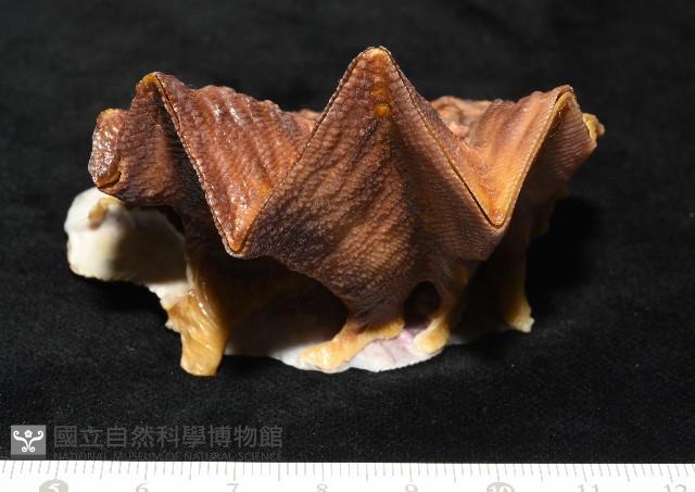 鋸齒牡蠣藏品圖，第2張