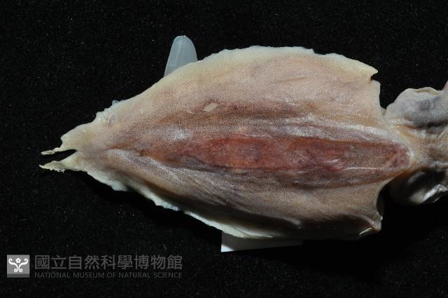 叉尾烏賊藏品圖，第2張