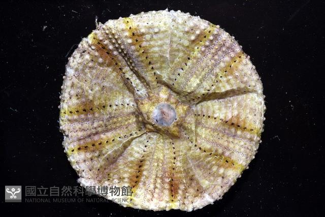 粒毛冠海膽藏品圖，第2張