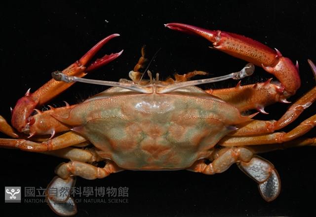 看守長眼蟹藏品圖，第2張