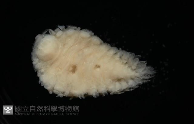 未知種鰓虱藏品圖，第2張