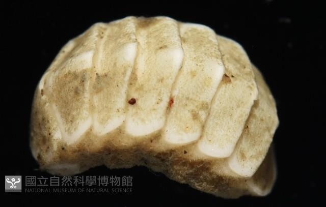 未知種深海石鱉藏品圖，第2張