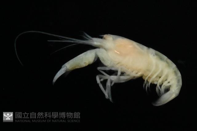未知種槍蝦藏品圖，第2張