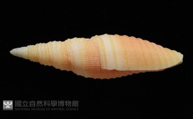 環肋筆螺藏品圖，第2張