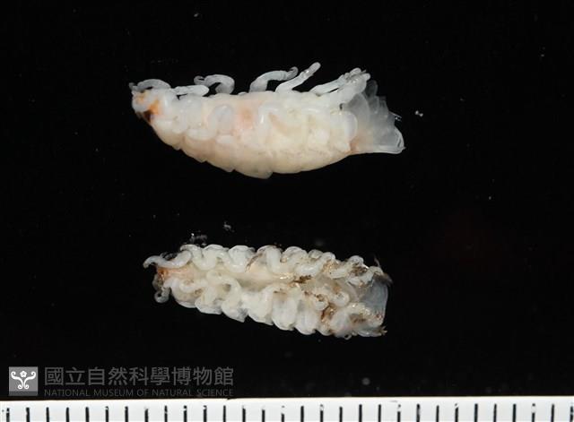未知種縮頭水虱藏品圖，第2張