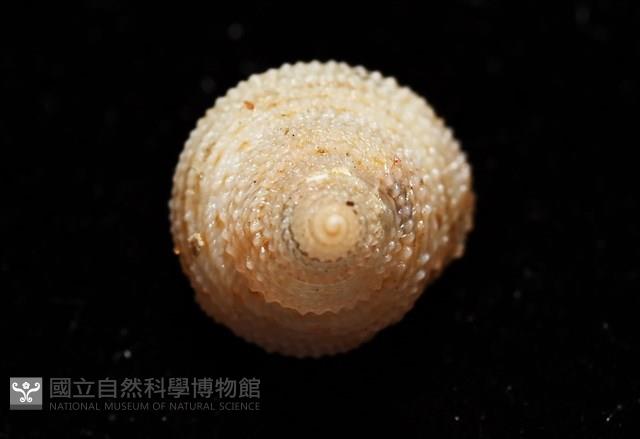 千島國鐘螺藏品圖，第2張