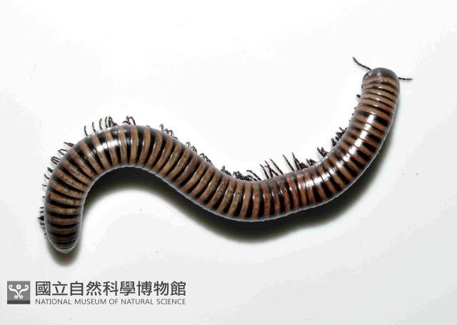 黑白山蛩藏品圖，第2張