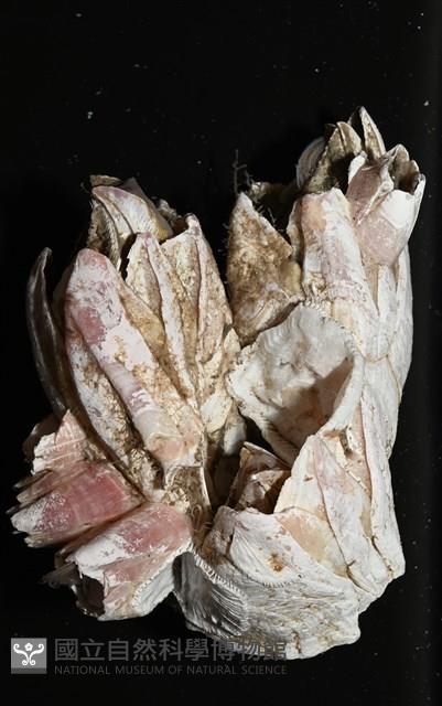 薄殼藤壺藏品圖，第2張