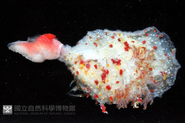 喀林加海牛(佩飾巢海麒麟)藏品圖，第2張