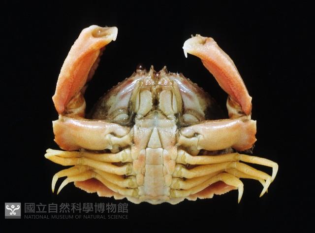 卷折饅頭蟹藏品圖，第2張