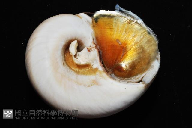 大玉螺藏品圖，第2張