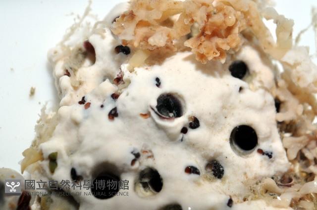 未知種蛇螺藏品圖，第2張