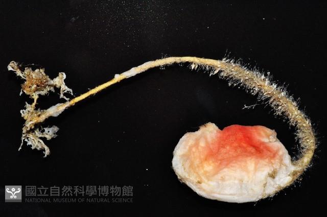 北極有柄海鞘藏品圖，第2張