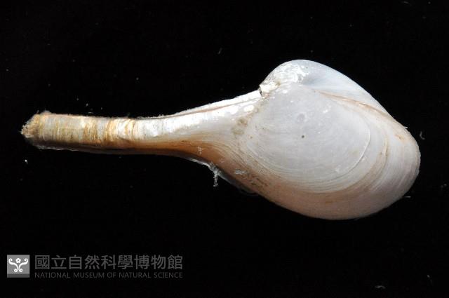 長柄杓蛤藏品圖，第2張