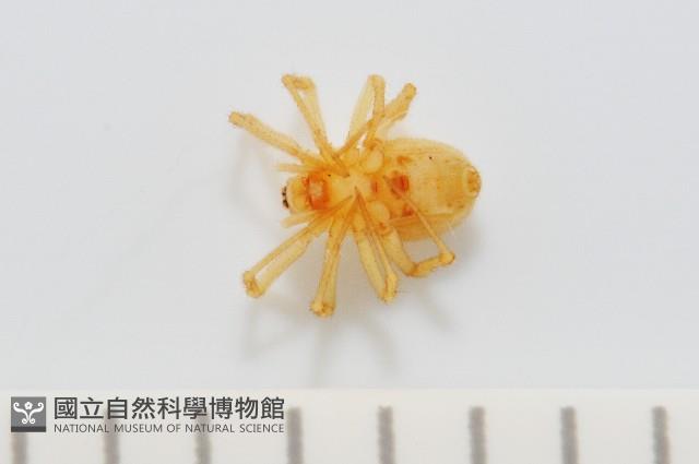 黃克羅蛛藏品圖，第2張