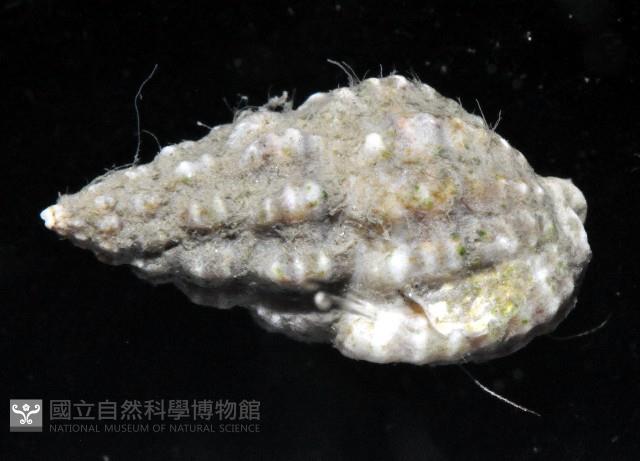 粗紋織紋螺藏品圖，第2張