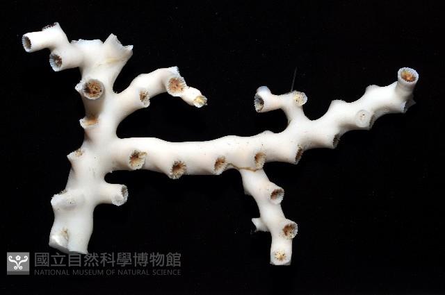 枝狀多目珊瑚藏品圖，第2張