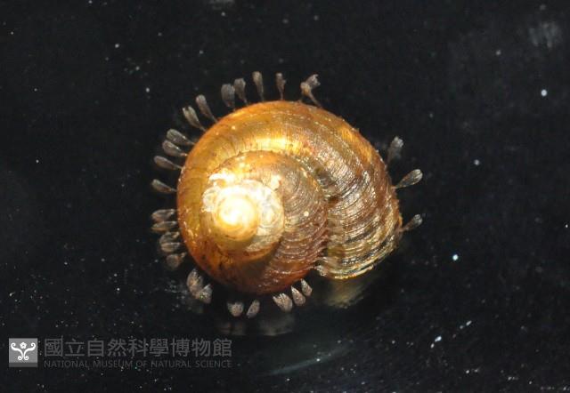 飯匙東洋蝸藏品圖，第2張