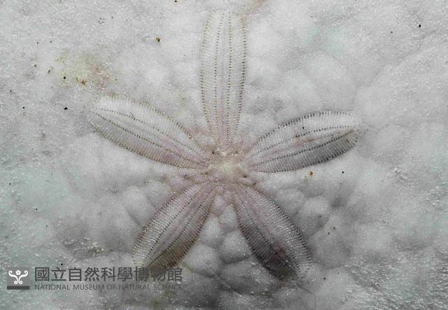 裂邊毛餅海膽藏品圖，第2張