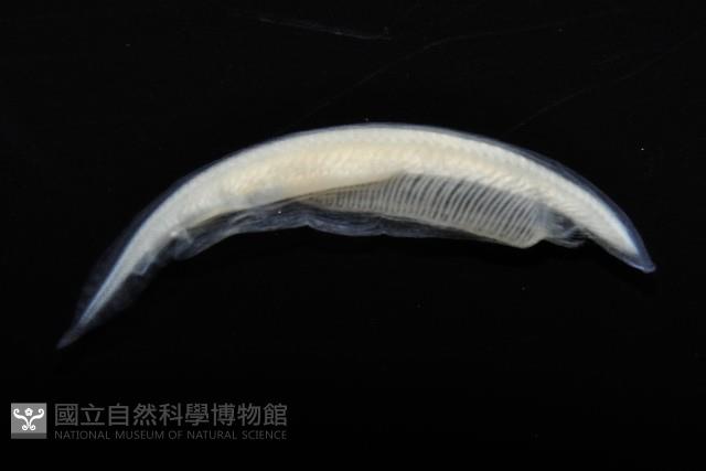 未知種文昌魚藏品圖，第2張