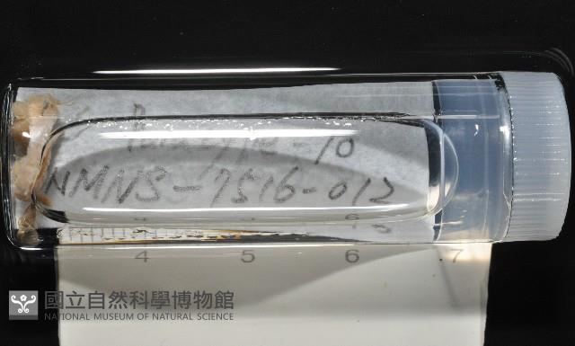 梧棲搓蟄蟲藏品圖，第2張