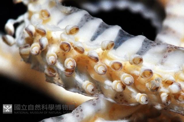 皮氏(元帥)手魷藏品圖，第2張