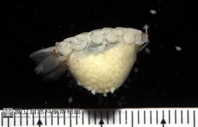 未知種縮頭水虱藏品圖，第2張