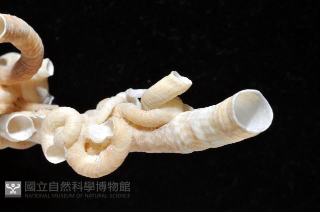 散子蛇螺藏品圖，第2張