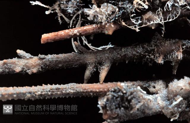 雙列角頭帕藏品圖，第2張