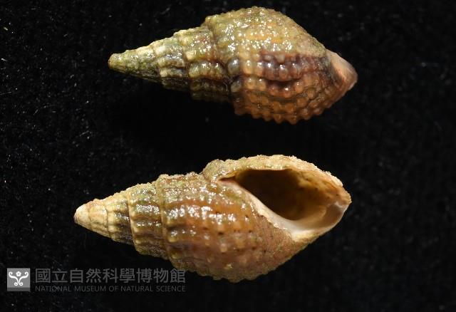 瘤蜷藏品圖，第2張