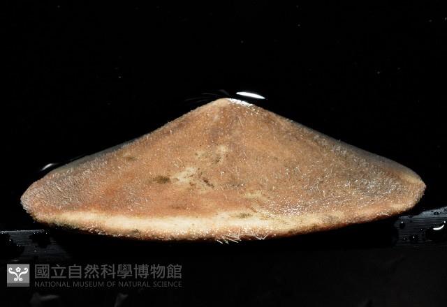 富士餅乾海膽藏品圖，第2張