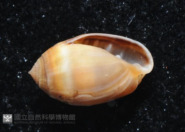 小濱(尖)耳螺藏品圖，第2張