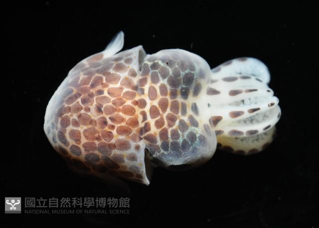 柏氏四盤耳烏賊藏品圖，第2張