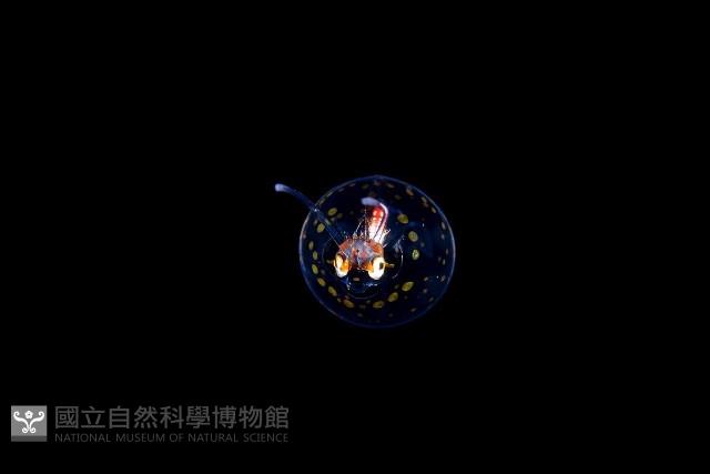 瓦爾迪瓦紡錘魷藏品圖，第2張