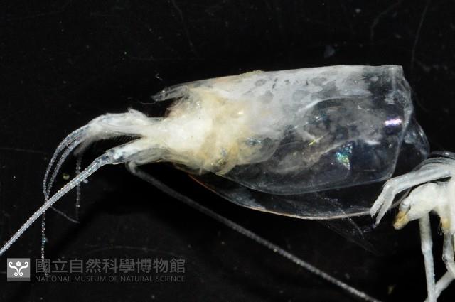 西表島新米蝦藏品圖，第2張