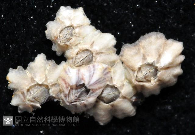 直背小藤壺藏品圖，第2張
