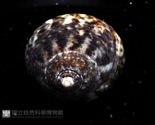 粗瘤黑鐘螺藏品圖，第2張