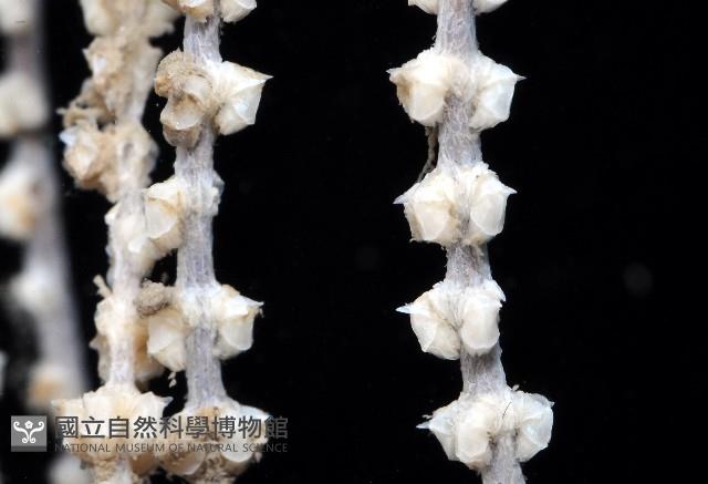 未知種深海原軟珊瑚藏品圖，第2張