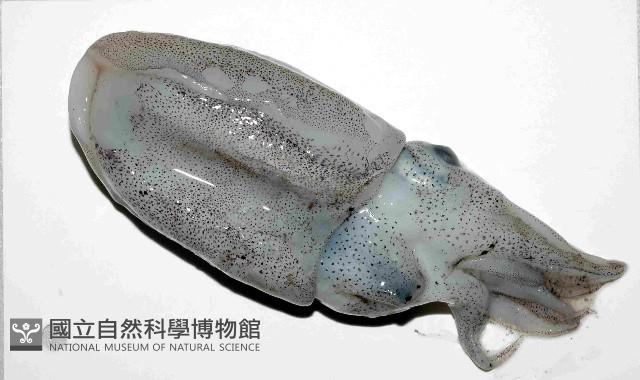 日本無針烏賊藏品圖，第2張
