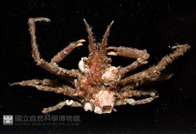 未知種長腿蟹藏品圖，第2張