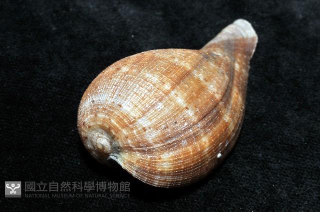 小枇杷螺藏品圖，第2張