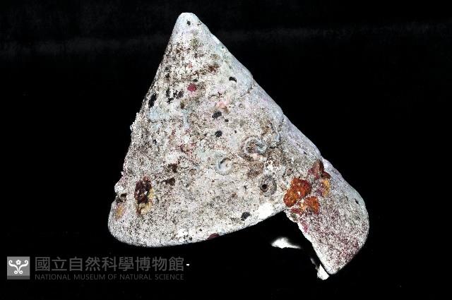 銀塔鐘螺藏品圖，第2張