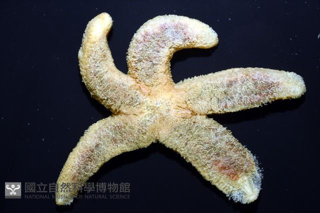 南極海盤車藏品圖，第2張