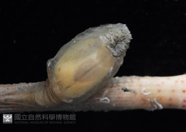 小擬茗荷藏品圖，第2張