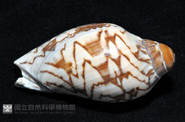 舞袖渦螺藏品圖，第2張