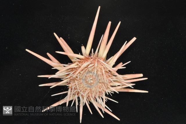 美麗新平海膽藏品圖，第2張