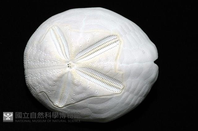 心形海壺藏品圖，第2張