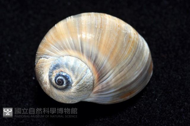 小灰玉螺藏品圖，第2張