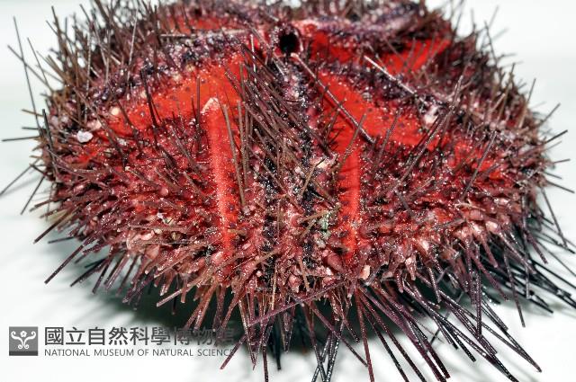 輻星肛海膽藏品圖，第2張